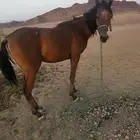 مهر شعبي اقبل البدل بغنم