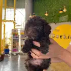 توي بودل شوكليت toy poodle