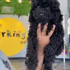 توي بودل اسود toy poodle