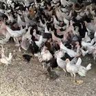 الي يبي يترزق الله دجاج للبيع