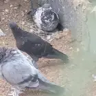 حمام تركي وباكستاني