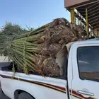 نخيل لبيع