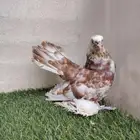 أنثى رستوف