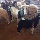 عنز والد سنها سديس