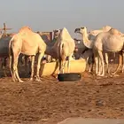 لقحات وضح للبيع