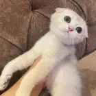 كيتن سكوتش دبل فولد ay11 جميله جدا