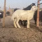 للبيع خروف حري العدد 2