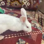 ارنب فرنسي للبيع