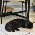 قط يطلب تزاوج