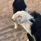مشاريع فحول نجد طيبه