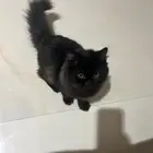 قطط لتبني