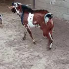 تيس فحل فاخر