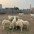 فران للبيع بلدي
