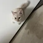 (للتبني) قطتين شيرازية بعمر 8 شهور