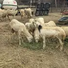 خرفان بلدي للبيع