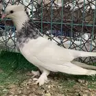 حمام ايراني