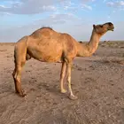 خلفه حمراء طيبه