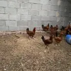 دجاج فرنسي احمر