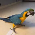 مكاو