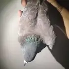 حمام للبيع