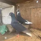 ثلاثه ازواج وطبتين زرق بطن واحد