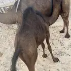 بكره 9 شهور فل