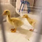 بط للبيع الدمام