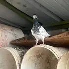 بيع طيور   حمام انثى باكستناني