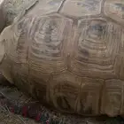 للبيع سلحفاة سلكاتا