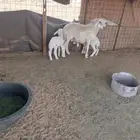 للبيع نعجه والد