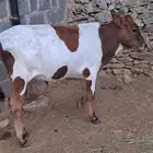 حسيل سمين