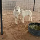 حرية خلفة ومقروعه تحتها رخل
