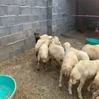 خرفان تربية