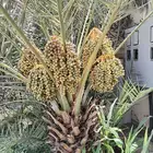 نخل كبار وفسايل للبيع