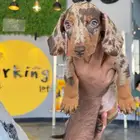 داشهاوند ذكر ميرلي dachshund
