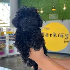 توي بودل اسود toy poodle