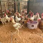 العيينه
