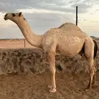 قعود أشقح باتلي