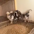 صوص براهما