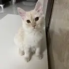 للتبني قطتين بني كراميل وابيض شيرازي