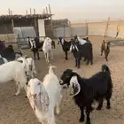 معزاء للبيع