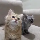 قطط للبيع