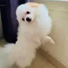 كلب بومرينيان تي كوب