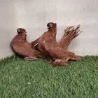 كرنقو