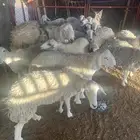للبيع غنم