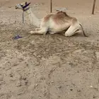 قعود