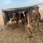 للبيع قعدان