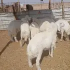الدوادمي