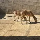 عنز مع ولدها وعل الموفلن