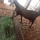 هولنديه دافع أربع شهور